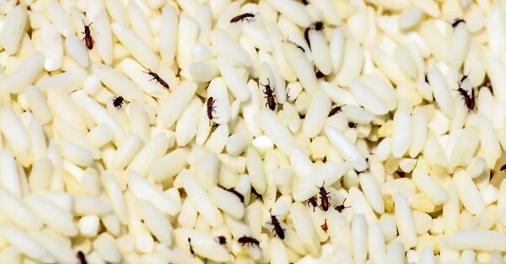 Por qué hay Gorgojos en la cocina y como prevenirlo