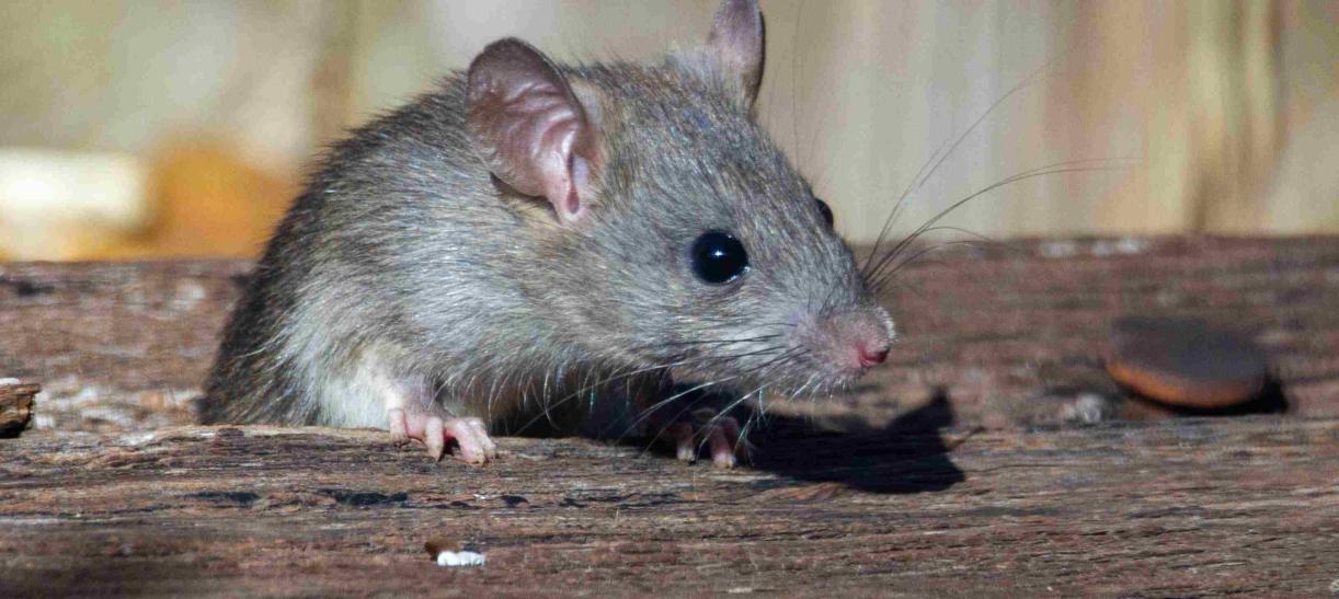Ratas en casa: claves para detectarlas, prevenirlas y eliminarlas