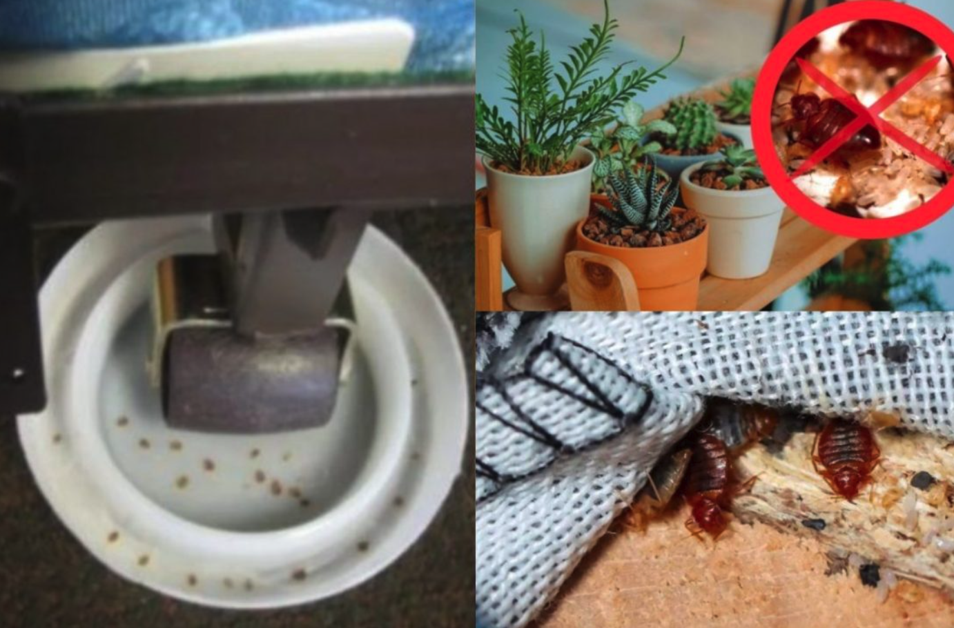 Cómo evitar la presencia de chinches en casa si vives en Leganés