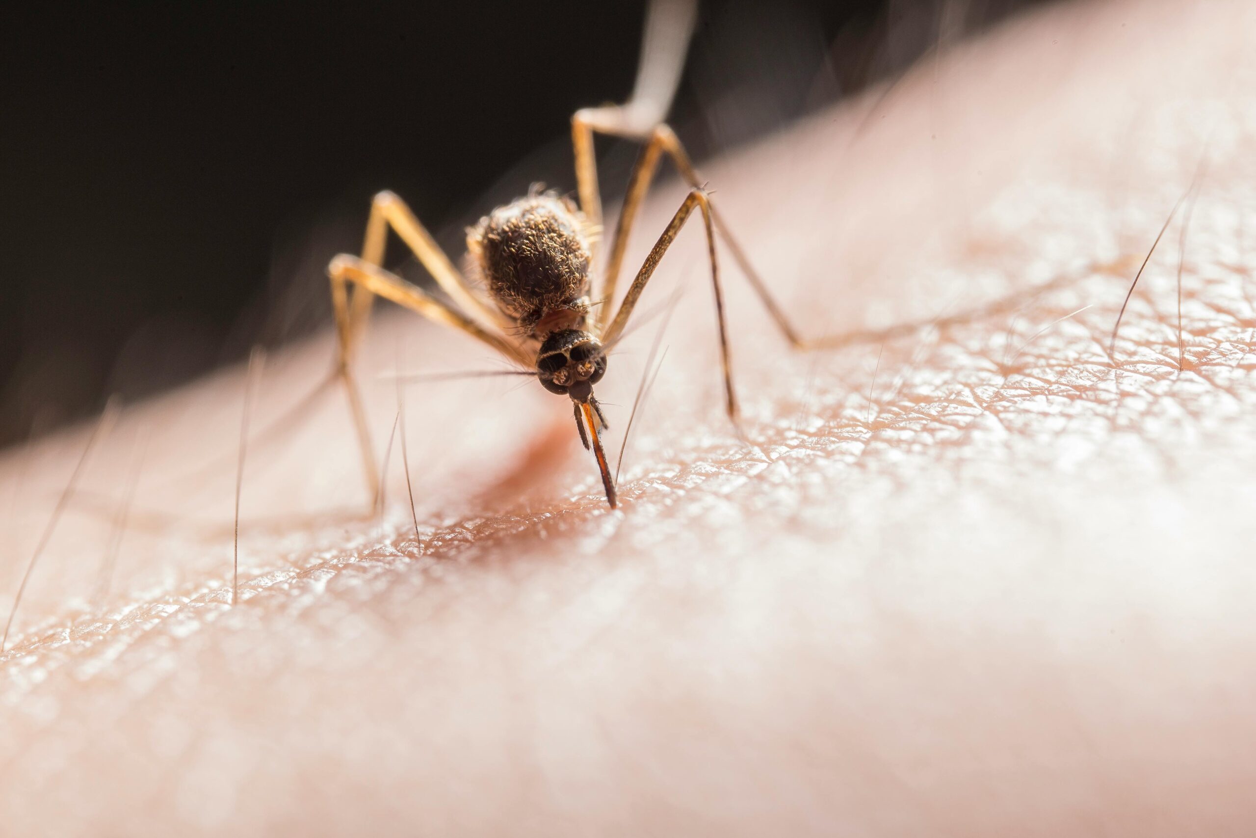 Mosquitos en Leganés: por qué hay más este verano y cómo proteger tu hogar eficazmente
