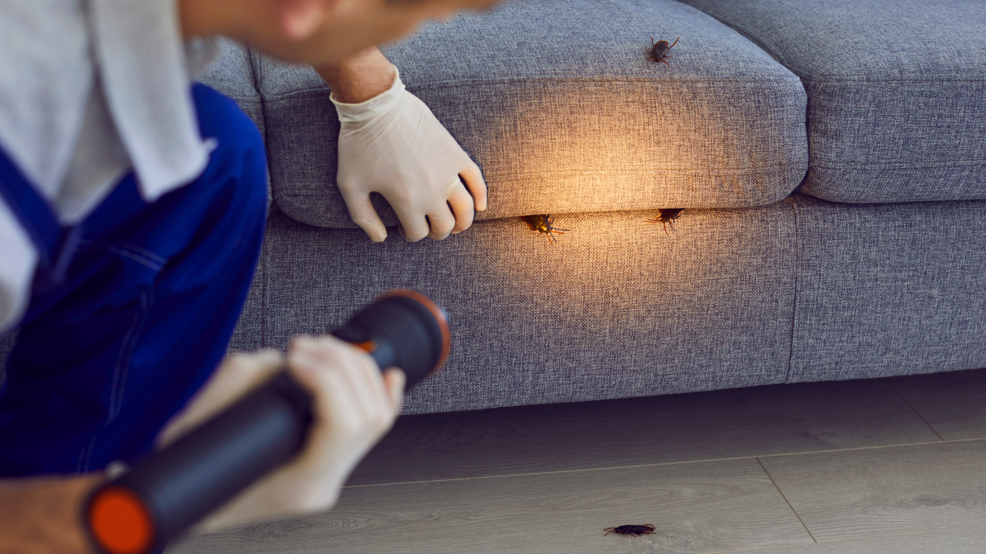 Verano en Leganés: cómo mantener tu hogar libre de cucarachas, hormigas y mosquitos