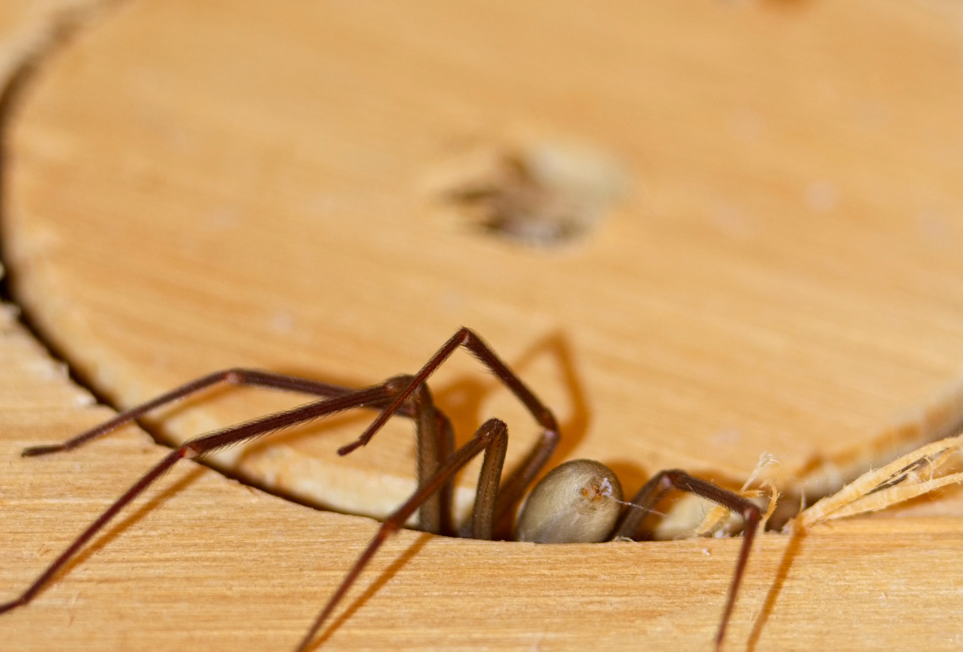 Araña violinista en Leganés: cómo detectarla y proteger tu vivienda