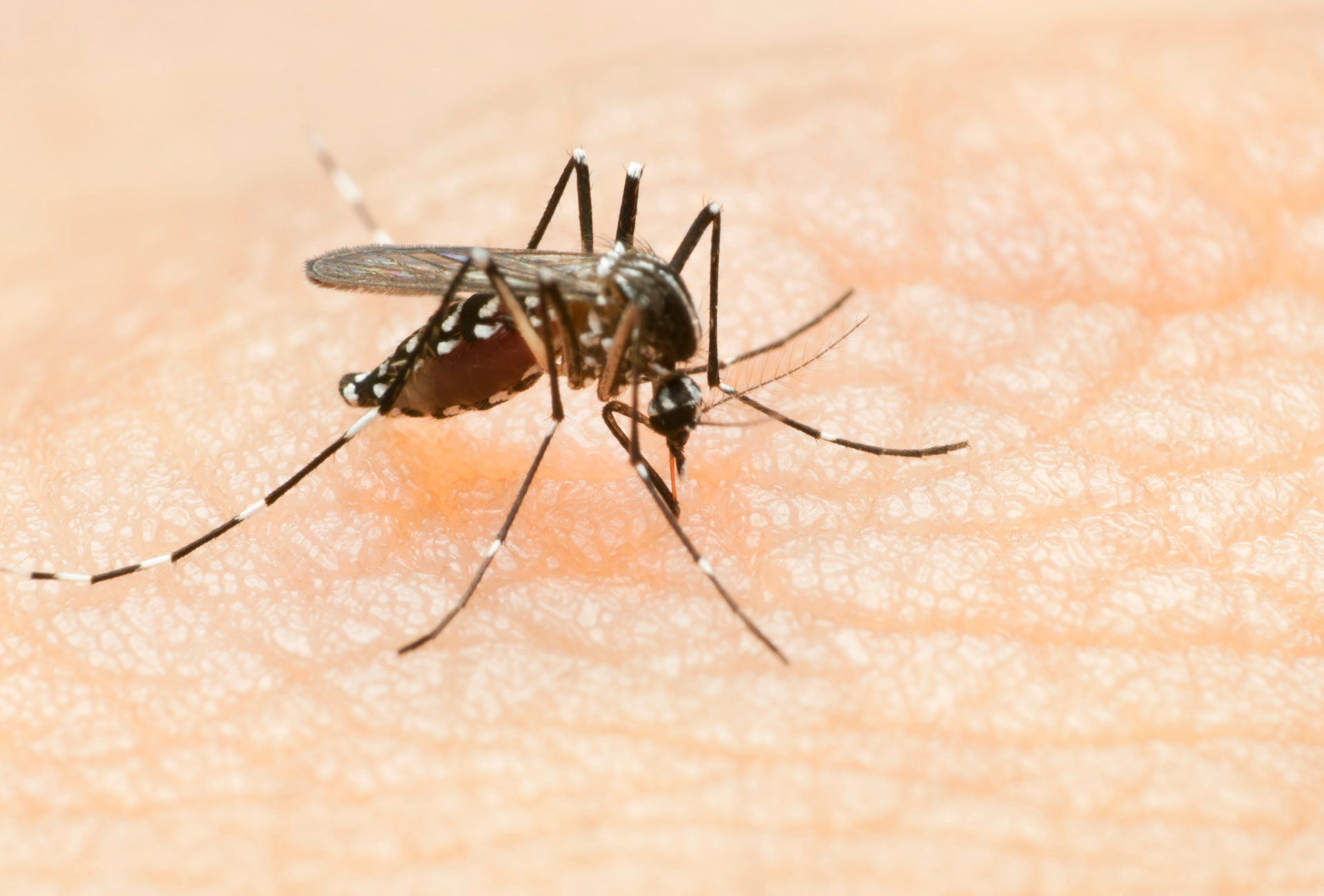 Mosquito tigre en Leganés: un desafío en barrios y comunidades vecinales