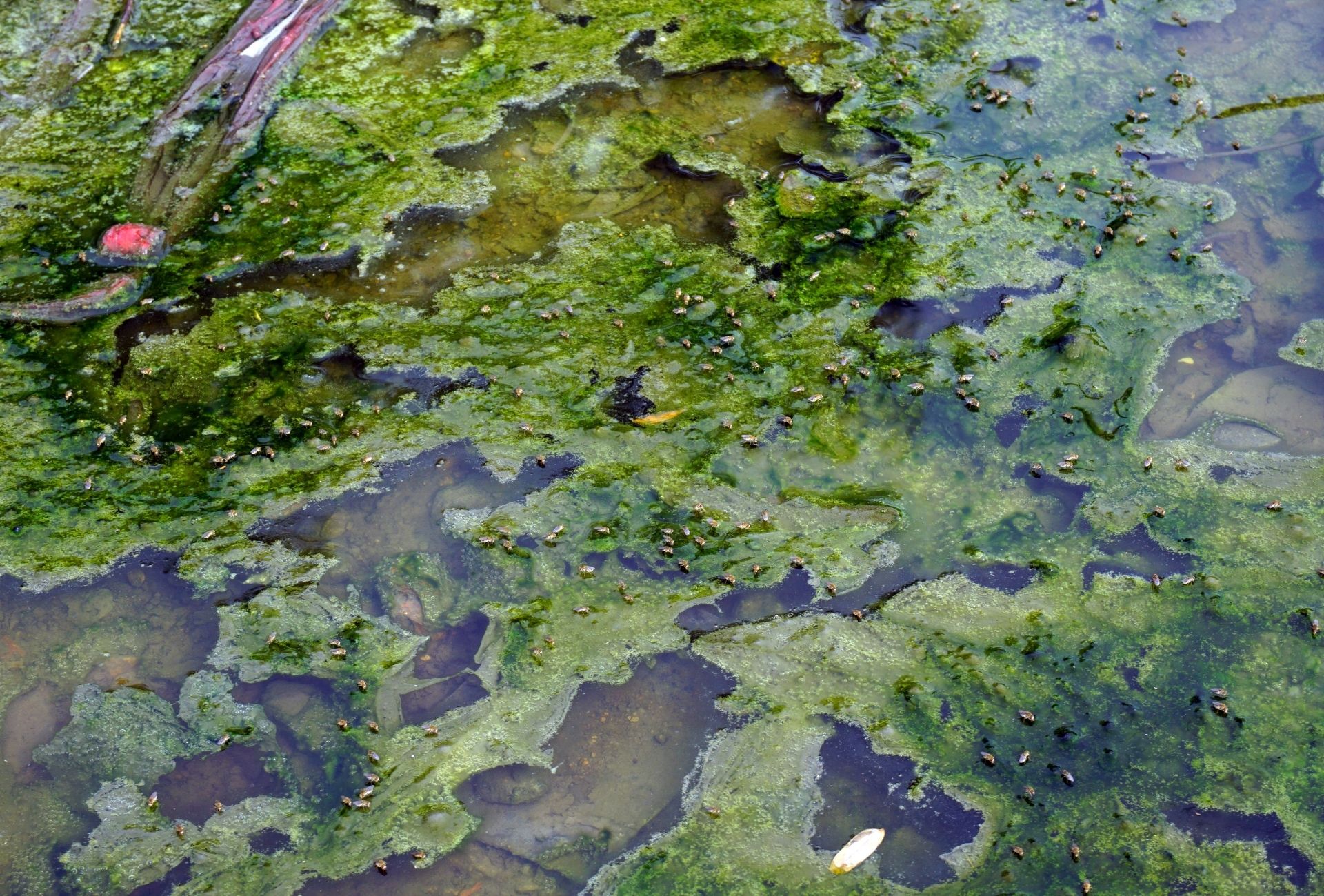 Agua estancada y plagas en Leganés: un riesgo silencioso